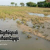 ​မျှော်လင့်ချက်မဲ့သွားတဲ့ ပဲနှမ်းစိုက်တောင်သူများ