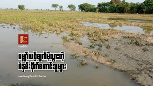 ​မျှော်လင့်ချက်မဲ့သွားတဲ့ ပဲနှမ်းစိုက်တောင်သူများ