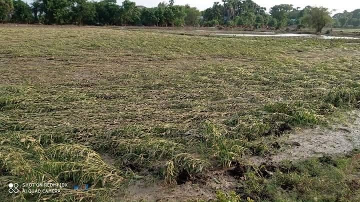 မျှော်လင့်ချက်မဲ့သွားတဲ့ ပဲနှမ်းစိုက်တောင်သူများ