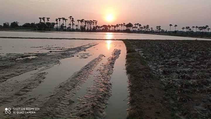 မျှော်လင့်ချက်မဲ့သွားတဲ့ ပဲနှမ်းစိုက်တောင်သူများ