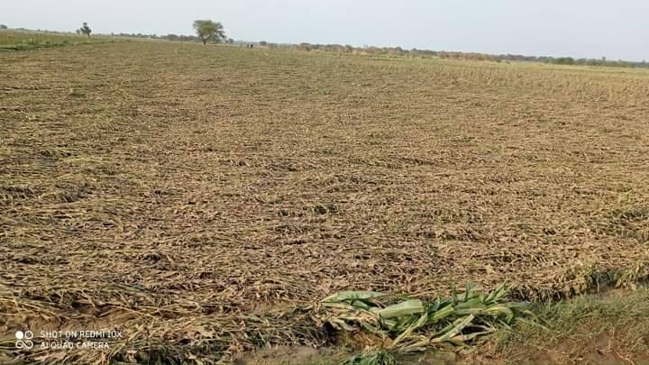 မျှော်လင့်ချက်မဲ့သွားတဲ့ ပဲနှမ်းစိုက်တောင်သူများ