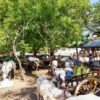 (မေလတတိယပတ်မှစတင်ကာ စစ်ကောင်စီတပ်၏ ဝင်ရောက်ပစ်ခတ်မီးရှို့မှုကြောင့် နေရပ်မပြန်နိုင်သေးသည့် စစ်ကိုင်းမြို့နယ် ပဒူကျေးရွာမှ ဒေသခံပြည်သူများအား တွေ့ရစဥ်။ ဓာတ်ပုံ - CJ)