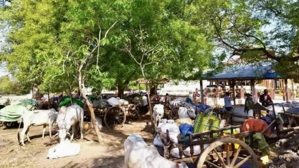 (မေလတတိယပတ်မှစတင်ကာ စစ်ကောင်စီတပ်၏ ဝင်ရောက်ပစ်ခတ်မီးရှို့မှုကြောင့် နေရပ်မပြန်နိုင်သေးသည့် စစ်ကိုင်းမြို့နယ် ပဒူကျေးရွာမှ ဒေသခံပြည်သူများအား တွေ့ရစဥ်။ ဓာတ်ပုံ - CJ)