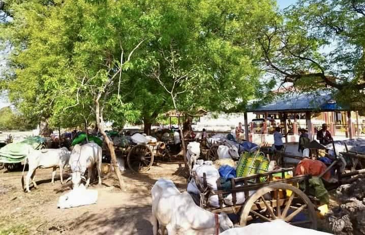(မေလတတိယပတ်မှစတင်ကာ စစ်ကောင်စီတပ်၏ ဝင်ရောက်ပစ်ခတ်မီးရှို့မှုကြောင့် နေရပ်မပြန်နိုင်သေးသည့် စစ်ကိုင်းမြို့နယ် ပဒူကျေးရွာမှ ဒေသခံပြည်သူများအား တွေ့ရစဥ်။ ဓာတ်ပုံ - CJ)