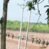(ကျိုက်ထိုမြို့နယ်အတွင်း စစ်ကြောင်းထိုးလာသော စစ်ကောင်စိတပ်သားများအား ၂၀၂၂က တွေ့ရစဥ်။ ဓာတ်ပုံ - Thoo Lei News)
