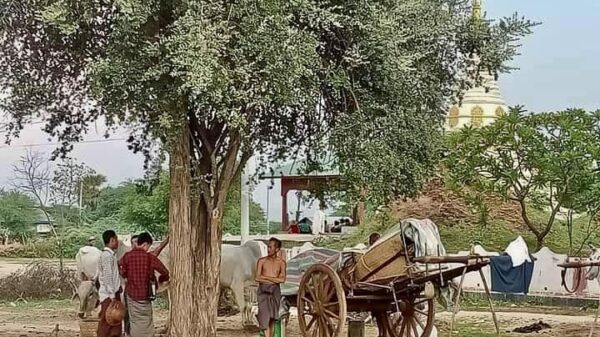 (မေလတတိယပတ်အတွင်းက စစ်ကိုင်းမြို့နယ်မြောက်ခြမ်းတွင် စစ်ကောင်စီတပ်က မီးရှို့ဖျက်ဆီး၍ ထွက်ပြေးတိမ်းရှောင်လာရသော ပြည်သူများအား တွေ့ရစဥ်။ ဓာတ်ပုံ - CJ)