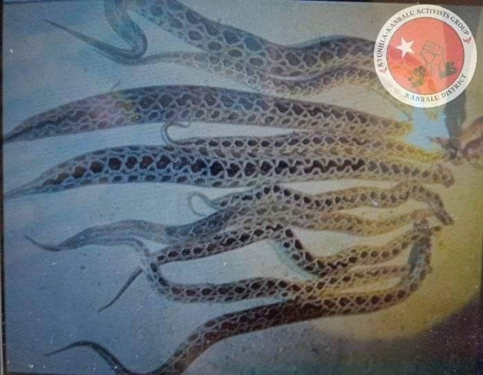 (ကန့်ဘလူခရိုင်အတွင်းမြွေဆိုးကိုက်ခံရမှုအခြေပြအင်ဖိုဂရပ်/ စစ်ဘေးရှောင်များကိုအန္တရာယ်ပြု၍သတ်ထားသောမြွေပွေးများ/မွေးကိုက်ခံထားရသောစစ်ဘေးရှောင်တစ်ဦး/ယူနီဆက်မြန်မာ၏မြွေဆိုးအန္တရာယ်အသိပညာပေးလက်ကမ်းစာစောင်။ ဓာတ်ပုံ-ကျွန်းလှ ကန့်ဘလူ တက်ကြွလှုပ်ရှားသူများအဖွဲ့-ကန့်ဘလူခရိုင်)