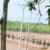 (ကျိုက်ထိုမြို့နယ်အတွင်း စစ်ကြောင်းထိုးလာသော စစ်ကောင်စိတပ်သားများအား ၂၀၂၂က တွေ့ရစဥ်။ ဓာတ်ပုံ - Thoo Lei News)