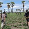 (ရေစကြို(ပကဖ)မှ ရဲဘော်များအား စစ်ဆင်ရေးတစ်ခုတွင် တွေ့ရစဥ်။ ဓာတ်ပုံ - ရေစကြိုပကဖ)