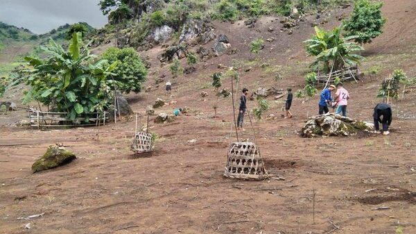 ယမ်းငွေ့ဝေတဲ့ဒေသမှာ နှစ်ရှည်ပင်တစ်သောင်းကျော်စိုက်ပျိုးတဲ့ စိမ်းလန်းမြေ