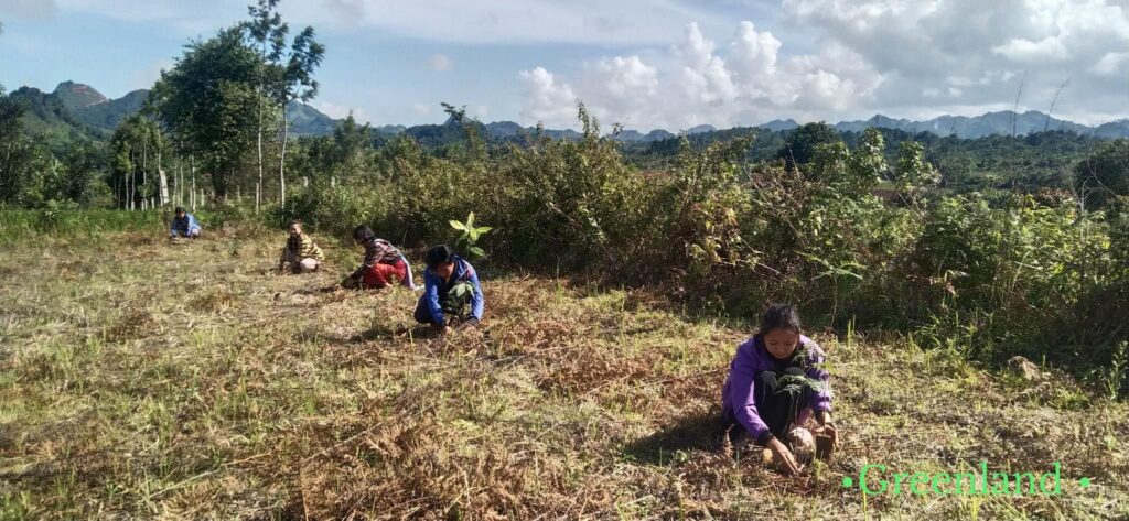 ယမ်းငွေ့ဝေတဲ့ဒေသမှာ နှစ်ရှည်ပင်တစ်သောင်းကျော်စိုက်ပျိုးတဲ့ စိမ်းလန်းမြေ