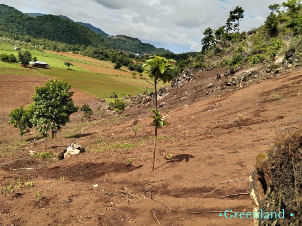 ယမ်းငွေ့ဝေတဲ့ဒေသမှာ နှစ်ရှည်ပင်တစ်သောင်းကျော်စိုက်ပျိုးတဲ့ စိမ်းလန်းမြေ