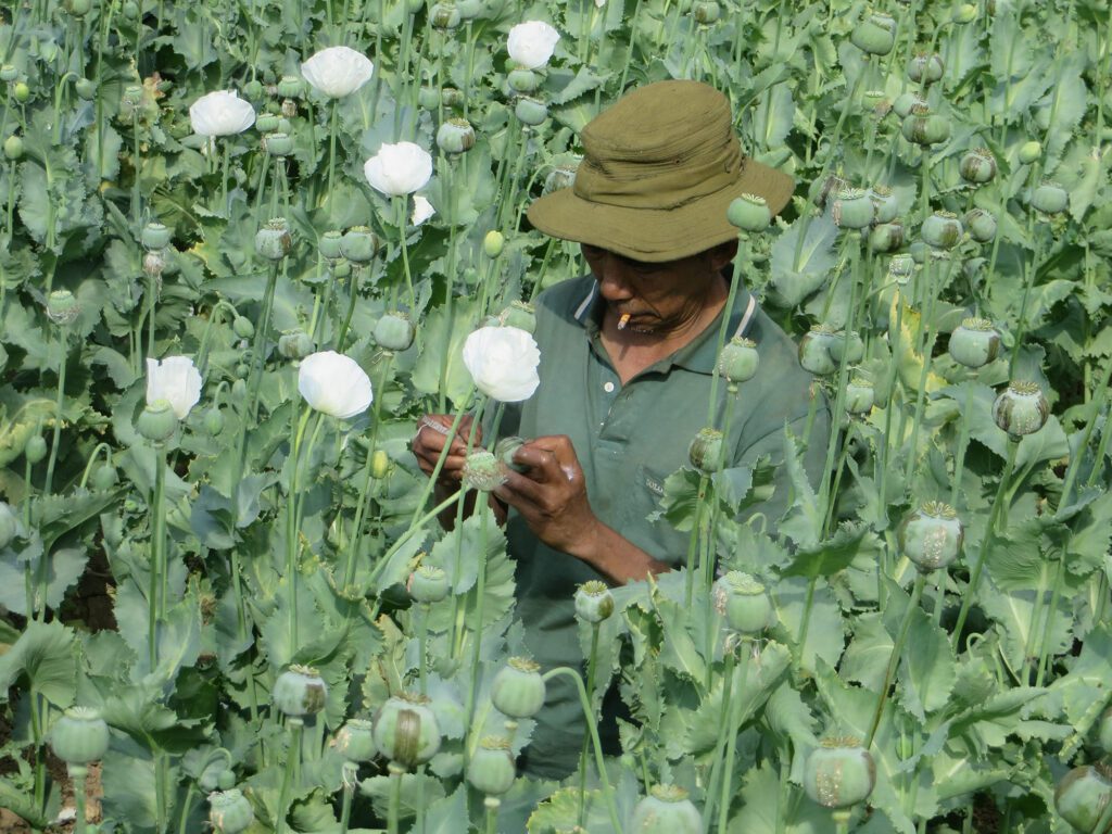 (UNODC ၏ ၂၀၂၃ ခုနှစ် ကမ္ဘာ့မူးယစ်ဆေးဝါးအစီရင်ခံစာထုတ်ပြန်သည့် အခမ်းအနားသို့တက်​ရောက်ဆွေး​နွေး​နေ​သောဦး​ကျော်မိုးထွန်း / UNODC ၏ အချက်အလက်များအရဘိန်းစိုက်ပျိုး​မှု ​လေ့လာသု​တေသနပြုထား​သော​ဒေသများ​နှင့် ဘိန်းစိုက်ပျိုးမှုအ​ခြေအ​နေပြ အင်ဖိုဂရက်ဖစ်၊ ဘိန်းစိုက်ခင်းများနှင့် ဘိန်းစိုက်​တောင်သူတစ်ဦး။ ဓါတ်ပုံ-PMOMTTUN ၊ UNODC)