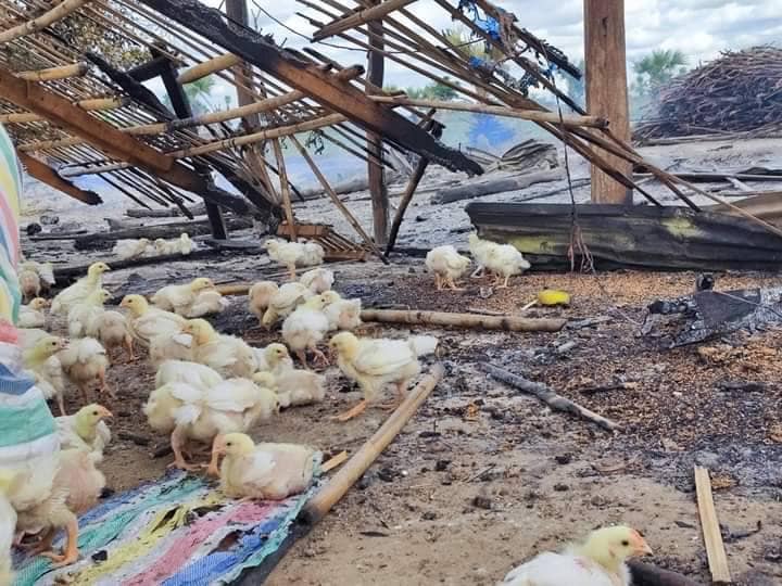 (ခင်ဦးနယ်တွင် နေအိမ်နှင့်ကြက်ခြံများအား မီးရှို့ဖျက်ဆီးသွားပြီးနောက် တွေ့ရစဥ်။ ဓာတ်ပုံ-ခင်ဦးမြို့နယ်သတင်းမှန်ပြန်ကြားရေး)