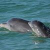 ဂျပန် ကမ်းခြေတစ်ခုမှာ လင်းပိုင်တွေ တိုက်ခိုက်လို့ လူ ၄ ဦး ဒဏ်ရာရ