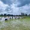 (စစ်ကိုင်းတိုင်း၊ခင်ဦးမြို့နယ်တွင်သြဂုတ် ၂၇ရက်က ကောက်စိုက်​နေသူများအားတွေ့ရစဥ်။ ဓာတ်ပုံ-ခင်ဦးမြို့နယ် သတင်းမှန်ပြန်ကြားရေး)