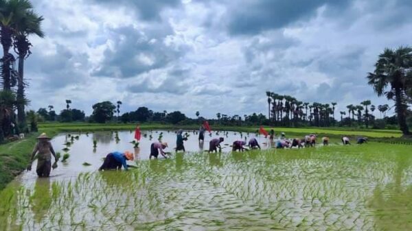 (စစ်ကိုင်းတိုင်း၊ခင်ဦးမြို့နယ်တွင်သြဂုတ် ၂၇ရက်က ကောက်စိုက်​နေသူများအားတွေ့ရစဥ်။ ဓာတ်ပုံ-ခင်ဦးမြို့နယ် သတင်းမှန်ပြန်ကြားရေး)