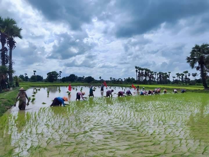 (စစ်ကိုင်းတိုင်း၊ခင်ဦးမြို့နယ်တွင်သြဂုတ် ၂၇ရက်က ကောက်စိုက်​နေသူများအားတွေ့ရစဥ်။ ဓာတ်ပုံ-ခင်ဦးမြို့နယ် သတင်းမှန်ပြန်ကြားရေး)