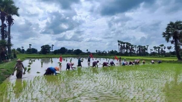 (ပြည်သူကိုနည်းမျိုးစုံဖြင့် စစ်ဆေးဒုက္ခပေးလေ့ရှိသည့် စစ်ကောင်စီစစ်ဆေးရေးဂိတ်များနှင့် ​ပုလဲ​မြေဆီအိတ်များ၊​ကောက်စိုက်​နေ​သော​တောင်သူများအား တွေ့ရစဥ်။ဓါတ်ပုံ-CJ)