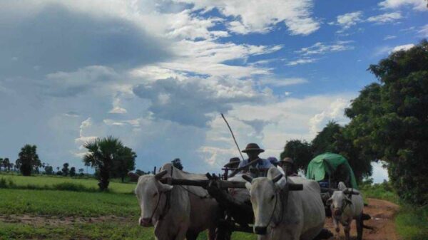 (စစ်​ကောင်စီတပ်က ရဟတ်ယာဥွ်ဖြင့်ပစ်ခတ်၍ ထွက်​ပြေးတိမ်း​ရှောင်​နေရ​သော ပြည်သူများ။ဓါတ်ပုံ-CJ)
