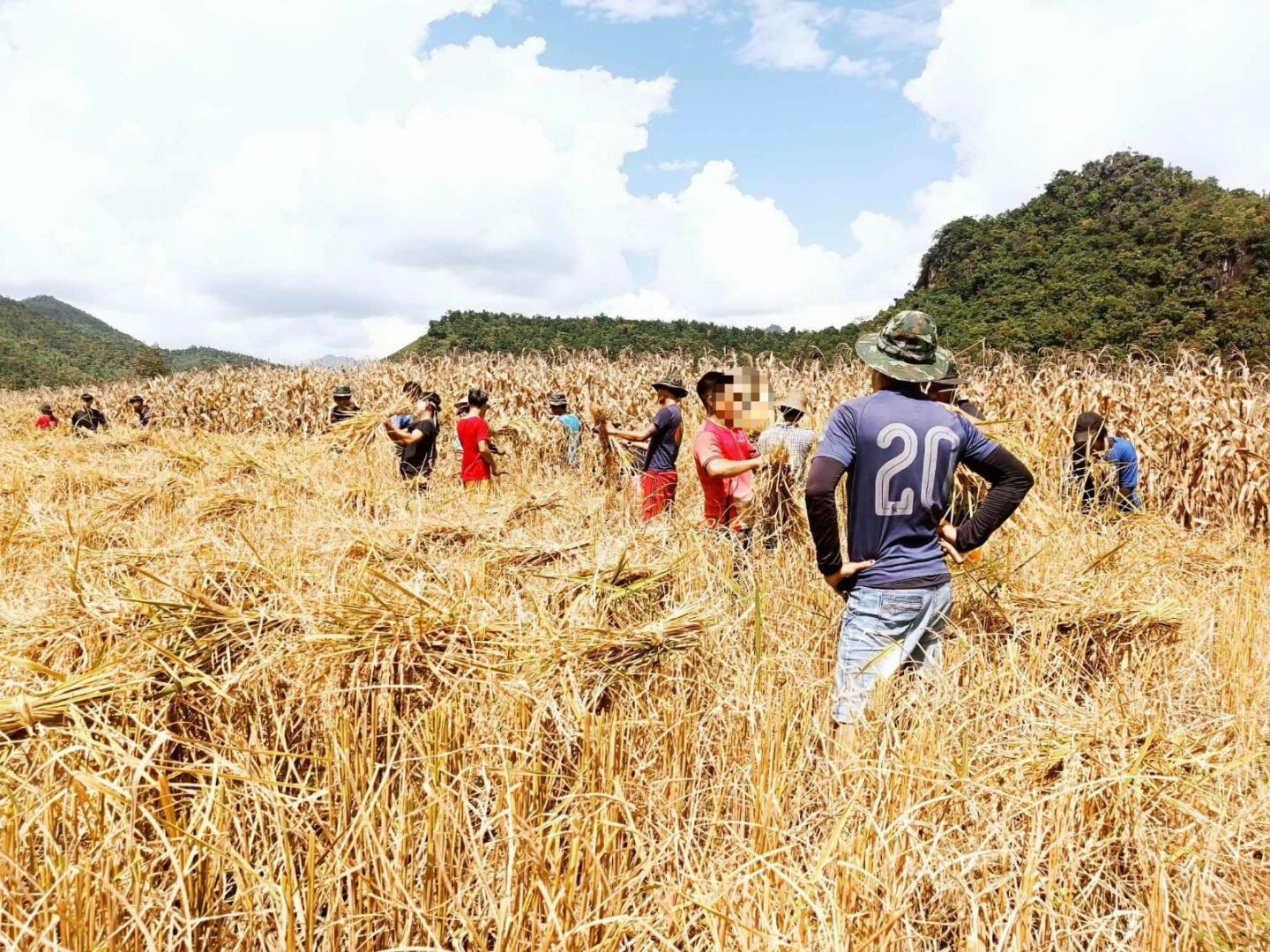 (စစ်ရှောင်ပြည်သူများ၏ စပါးခင်းများကို PDF များကကူညီရိတ်သိမ်းပေးနေစဥ်။ဓာတ်ပုံ -Moebye Local PDF)