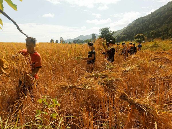 (စစ်ရှောင်ပြည်သူများ၏ စပါးခင်းများကို PDF များကကူညီရိတ်သိမ်းပေးနေစဥ်။ဓာတ်ပုံ -Moebye Local PDF)