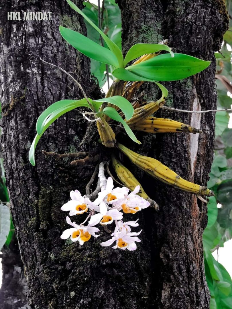 (ချင်းတောင်မှ သစ်ခွပန်းများ၏သဘာဝအလှ။ ဓါတ်ပုံ-HKL Mindat)