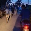 (ထွက်ပြေးတိမ်းရှောင်လာသော ပြည်သူများအား တွေ့ရစဥ်။ဓာတ်ပုံ-ဒီပဲယင်းမြို့နယ်စစ်ရှောင်ထောက်ပံ့ရေးအဖွဲ့)