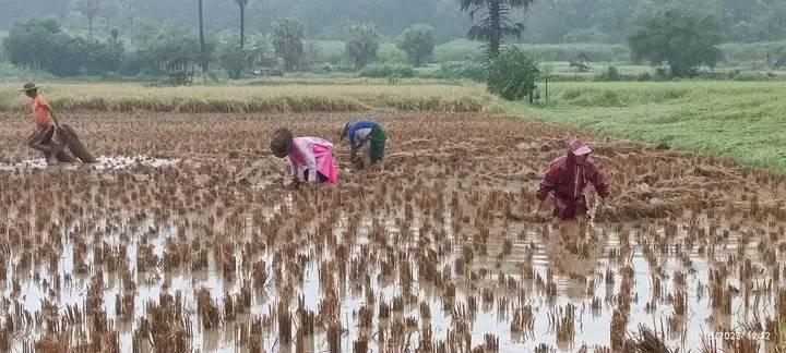 ရေနစ်မြုပ်ခဲ့သော စပါးကောက်လှိုင်းများအား တွေ့ရစဥ်။ ဓာတ်ပုံ-ပေါက်ပလဖ