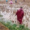 ရေနစ်မြုပ်ခဲ့သော စပါးကောက်လှိုင်းများအား တွေ့ရစဥ်။ ဓာတ်ပုံ-ပေါက်ပလဖ