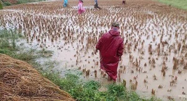 ရေနစ်မြုပ်ခဲ့သော စပါးကောက်လှိုင်းများအား တွေ့ရစဥ်။ ဓာတ်ပုံ-ပေါက်ပလဖ