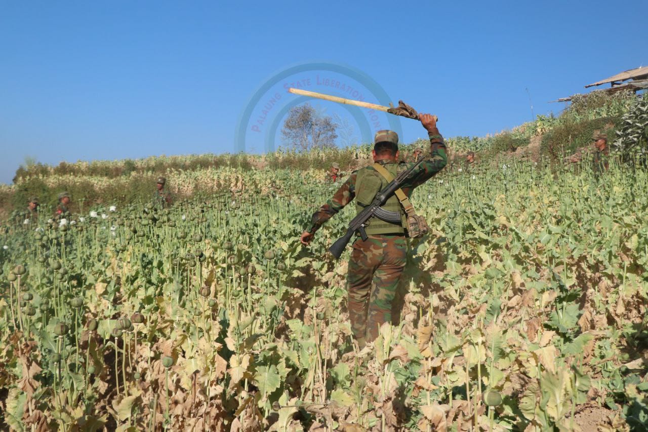 (ပန်ဆေးပြည်သူ့စစ်များ ထိန်းချုပ်ခဲ့သောကျေးရွာများရှိဘိန်းစိုက်ခင်းများကိုTNLA တပ်ဖွဲ့ဝင်များဖျက်ဆီးစဥ်။ ဓါတ်ပုံ-TNLA)