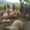 (​မေလ ၂ ရက်ည​နေပိုင်းက မိုးကောင်းမြို့နယ်တွင် မိုးကြိုးပစ်​သော​ကြောင့်နွား၂၂ကောင်သေဆုံးစဥ်။ဓါတ်ပုံ-CJ)