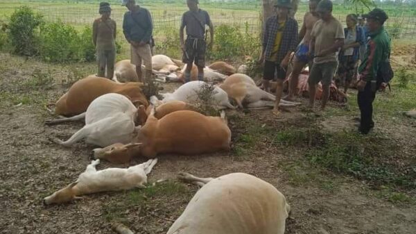 (​မေလ ၂ ရက်ည​နေပိုင်းက မိုးကောင်းမြို့နယ်တွင် မိုးကြိုးပစ်​သော​ကြောင့်နွား၂၂ကောင်သေဆုံးစဥ်။ဓါတ်ပုံ-CJ)