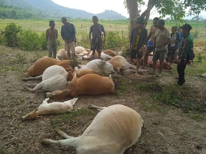 (​မေလ ၂ ရက်ည​နေပိုင်းက မိုးကောင်းမြို့နယ်တွင် မိုးကြိုးပစ်​သော​ကြောင့်နွား၂၂ကောင်သေဆုံးစဥ်။ဓါတ်ပုံ-CJ)