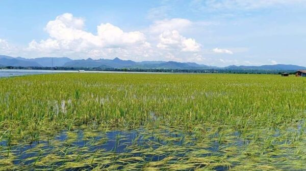 (ပြီးခဲ့သည့် စက်တင်ဘာအတွင်း မိုးဗြဲမို့နယ်၌ ရေကြီးရေလျှံမှုကြောင့် စပါးခင်းများရေမြုပ်ပျက်စီးနေသည်ကို တွေ့ရစဥ်။ ဓာတ်ပုံ - The Voice of Karenni)