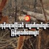တော်လှန်ရေးမပြီးခင် ပျောက်ကွယ်သွားနိုင်တဲ့မြန်မာ့သစ်တောများ