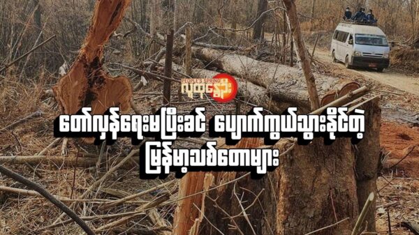 တော်လှန်ရေးမပြီးခင် ပျောက်ကွယ်သွားနိုင်တဲ့မြန်မာ့သစ်တောများ