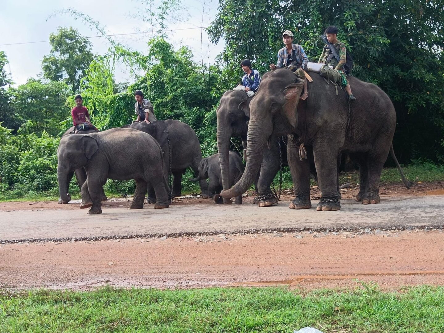 (စစ်ရှောင်ဆင်ကြီး၊ ဆင်ကလေးများစစ်ဘေးရှောင် ဆင်ဝိုင်းများမှ ဆင် ၁၃၈ ကောင်အပါအဝင် ဆင်ဦးစီး၊ဆင်အုပ်၊ ဆင်ထိန်းများနှင့် ပြည်သူ့လွတ်မြောက်ရေးတပ်မတော်-PLA မှ တပ်မှူးတပ်သားများ ဆုံတွေ့ခဲ့စဥ်။ဓာတ်ပုံ - PLA)