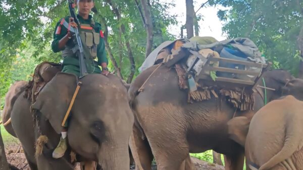 (စစ်ရှောင်ဆင်ကြီး၊ ဆင်ကလေးများစစ်ဘေးရှောင် ဆင်ဝိုင်းများမှ ဆင် ၁၃၈ ကောင်အပါအဝင် ဆင်ဦးစီး၊ဆင်အုပ်၊ ဆင်ထိန်းများနှင့် ပြည်သူ့လွတ်မြောက်ရေးတပ်မတော်-PLA မှ တပ်မှူးတပ်သားများ ဆုံတွေ့ခဲ့စဥ်။ဓာတ်ပုံ - PLA)
