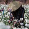 (၂၀၂၃ ခုနှစ်မှစ၍ မြန်မာနိုင်ငံဟာ ကမ္ဘာ​ပေါ်မှာ ဘိန်းစိုက်ပျိုးထုတ်လုပ်မှုအများဆုံးနိုင်ငံဖြစ်လာပါတယ် ။ဓါတ်ပုံ-AFP)
