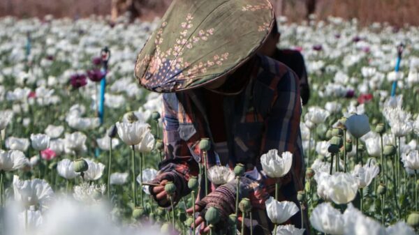 (၂၀၂၃ ခုနှစ်မှစ၍ မြန်မာနိုင်ငံဟာ ကမ္ဘာ​ပေါ်မှာ ဘိန်းစိုက်ပျိုးထုတ်လုပ်မှုအများဆုံးနိုင်ငံဖြစ်လာပါတယ် ။ဓါတ်ပုံ-AFP)