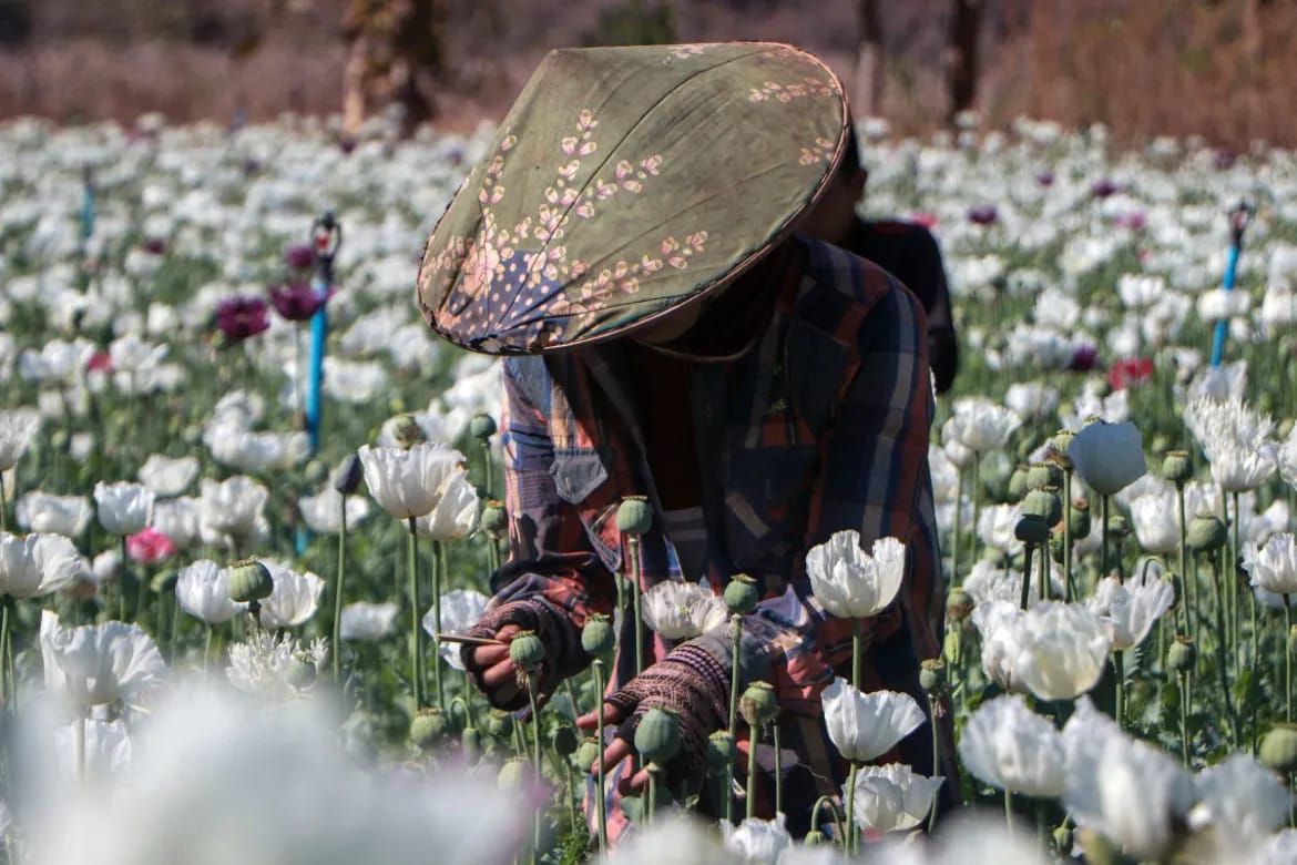 (၂၀၂၃ ခုနှစ်မှစ၍ မြန်မာနိုင်ငံဟာ ကမ္ဘာ​ပေါ်မှာ ဘိန်းစိုက်ပျိုးထုတ်လုပ်မှုအများဆုံးနိုင်ငံဖြစ်လာပါတယ် ။ဓါတ်ပုံ-AFP)