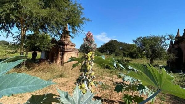 (​​ရှေး​ဟောင်းယဥ်​ကျေးမှုနယ်​မြေတွင် ရေ​မြောင်းတူး​နေ​သော အဖွဲ့တဖွဲ့ အနားယူ​နေသည်ကို ၂၀၂၃ နှစ်ကုန်ပိုင်းက​တွေ့ရစဥ်။ဓါတ်ပုံ-CJ)